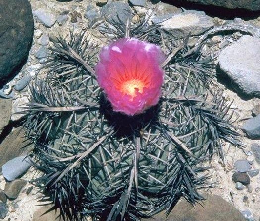 echinocactus_horizonthalonius